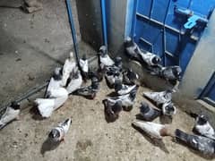 pegions