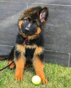 German