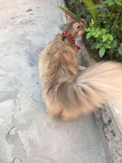persian