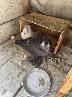 Fancy pegion full breeder pair for sale