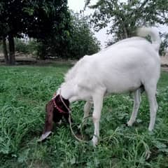 sell Bakra