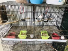 2 cage