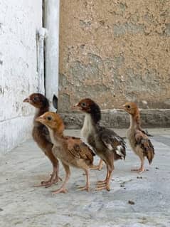aseel/chicks aseel/hen aseel/choza aseel/murga desi/hen aseel/murgi