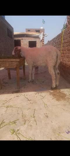 dasi