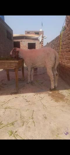 dasi