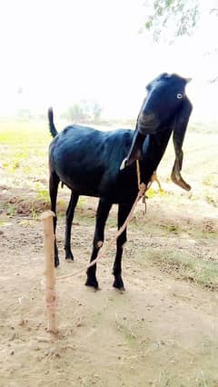black color 2 dant