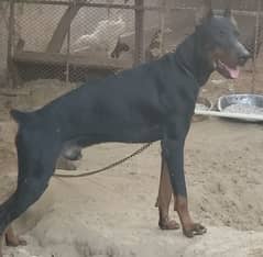 erupen Doberman male