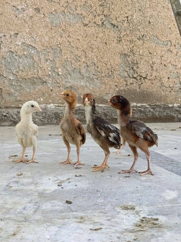 aseel/chicks aseel/hen aseel/choza aseel/murga desi/hen aseel/murgi 0