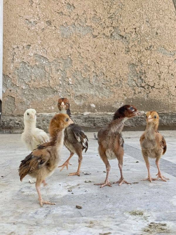 aseel/chicks aseel/hen aseel/choza aseel/murga desi/hen aseel/murgi 1