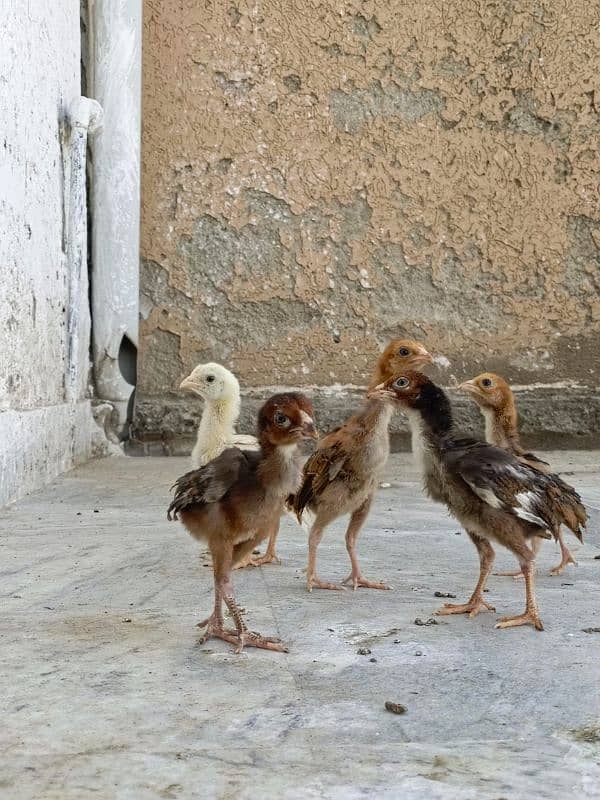 aseel/chicks aseel/hen aseel/choza aseel/murga desi/hen aseel/murgi 2