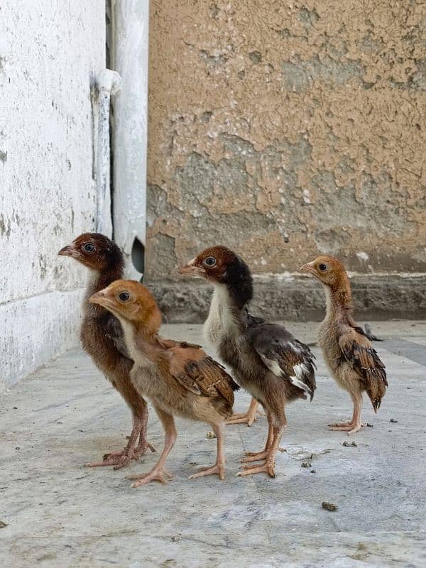 aseel/chicks aseel/hen aseel/choza aseel/murga desi/hen aseel/murgi 3