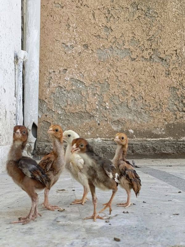 aseel/chicks aseel/hen aseel/choza aseel/murga desi/hen aseel/murgi 4
