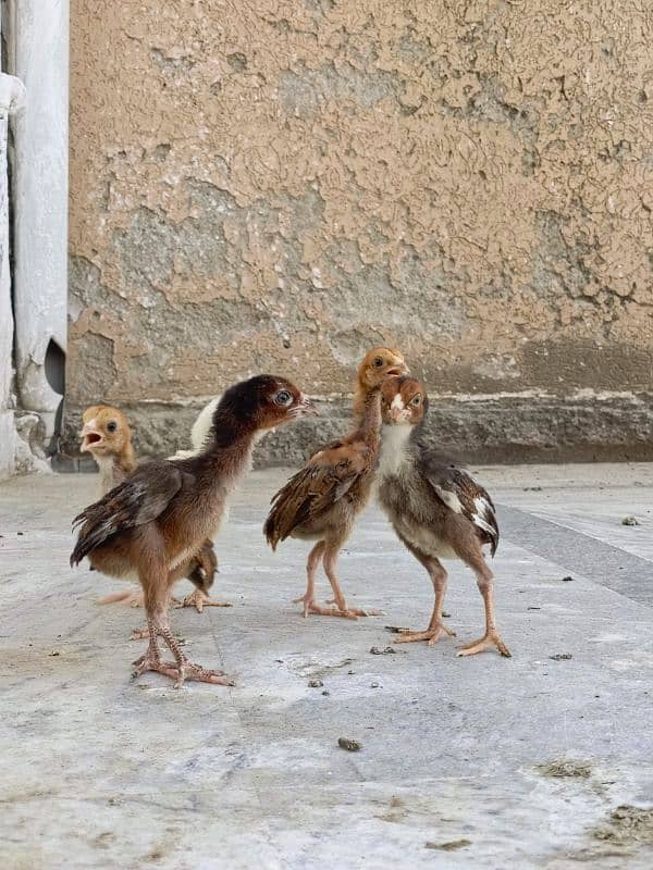 aseel/chicks aseel/hen aseel/choza aseel/murga desi/hen aseel/murgi 5