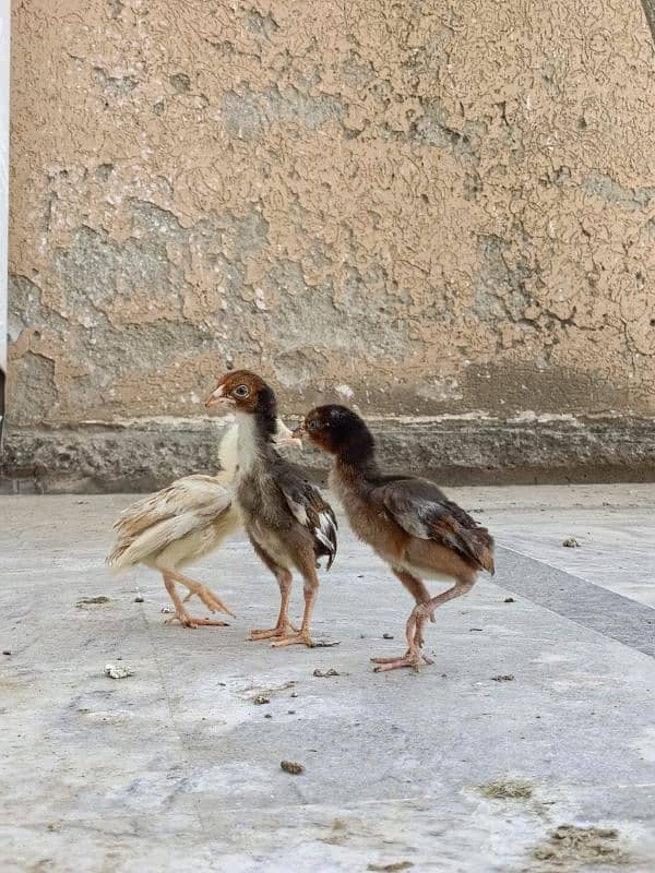 aseel/chicks aseel/hen aseel/choza aseel/murga desi/hen aseel/murgi 6