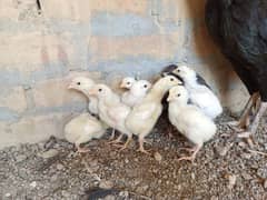 Aseel heera chicks