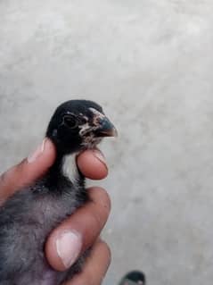 pure Thai aseel chicks 13