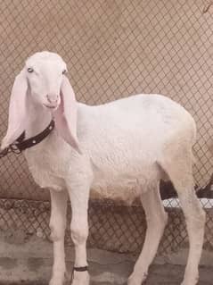 dhumba