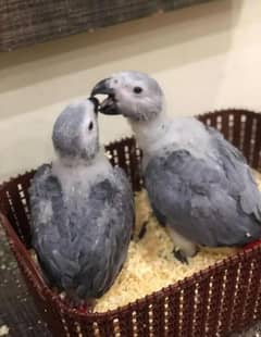 African grey parrot chicks for sale 03196910724