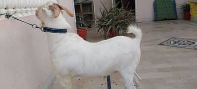 Tedda