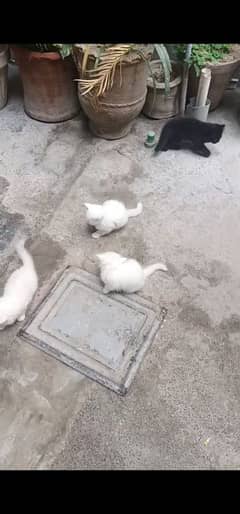 cat baby