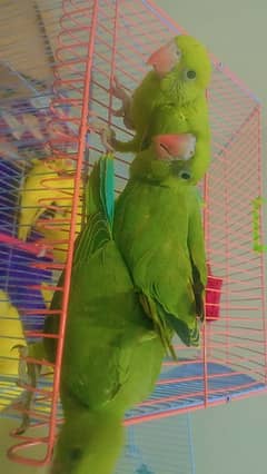 parrot