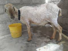 Sheep