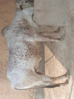 Male  chlosthani waccha