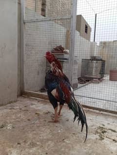 Pure Miawali Aseel