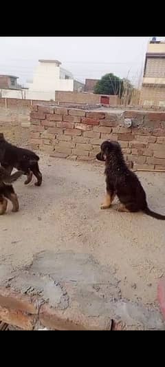Gsd