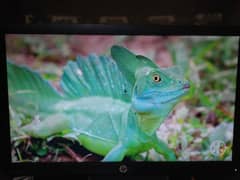 HP 22 inch led