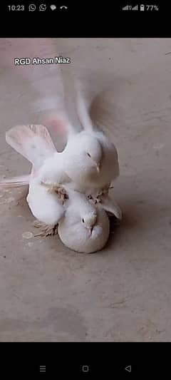 White Pouter Gubara Pigeons Pairs for urgent Sale