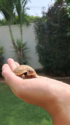 ,Cute baby Russian Tortoise,Hamsters and guinea pigs