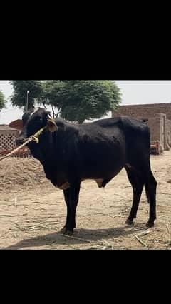 Qurbani special Desi bachra