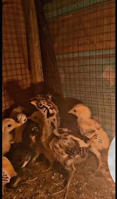 Aseel Chicks | Mianwali Chicks | Aseel mianwali chicks