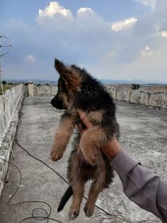 German Shepherd long coat puppy