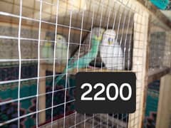 all birds