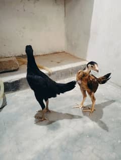 o shamo female for sale