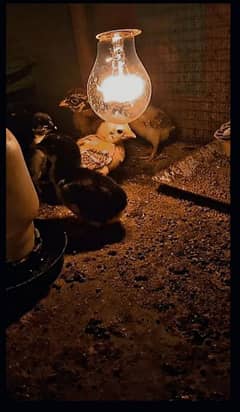 Aseel mianwali chicks / Mianwali Chicks / Mianwali Chicks