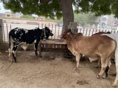 Bachra