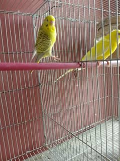 Bajri Australian Budgies Breeder pair. . .