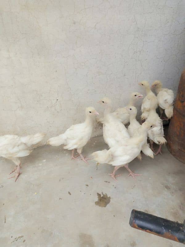 Snow white turkey chicks for sale. 0