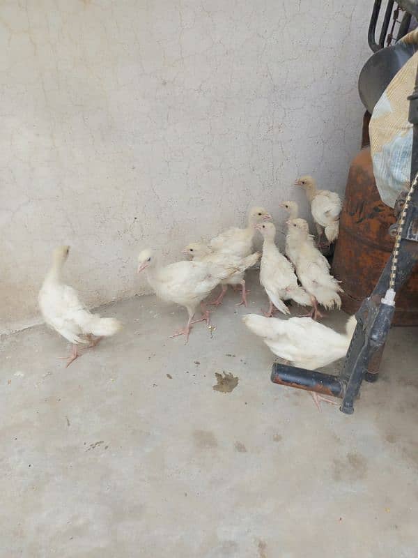 Snow white turkey chicks for sale. 1