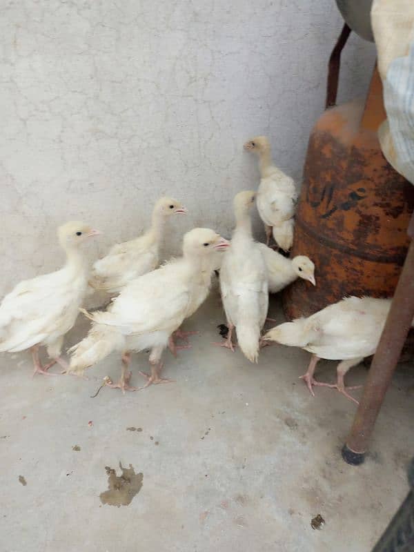 Snow white turkey chicks for sale. 2