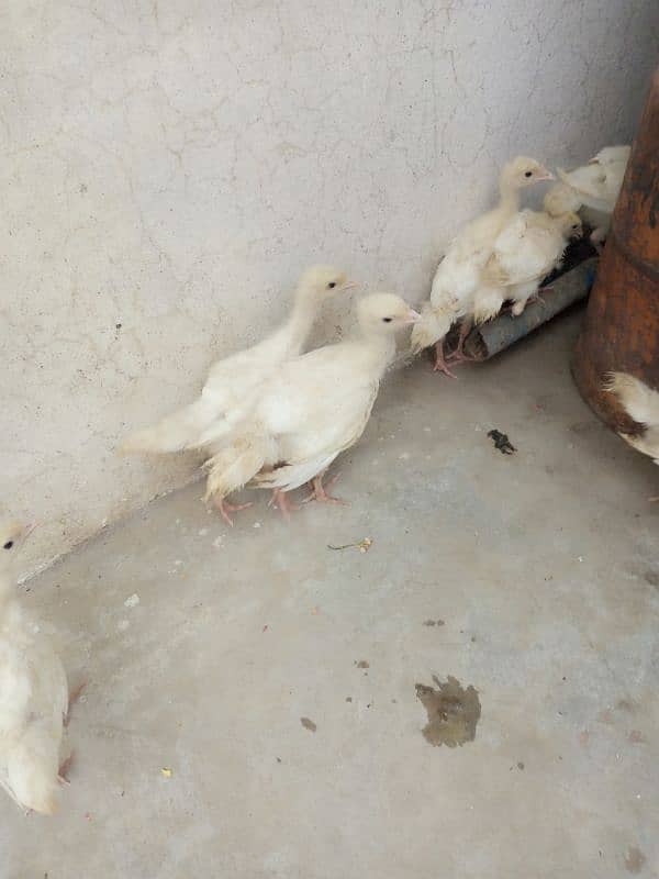 Snow white turkey chicks for sale. 4