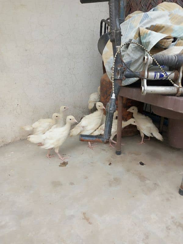 Snow white turkey chicks for sale. 5