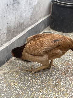 Aseel hen for sale