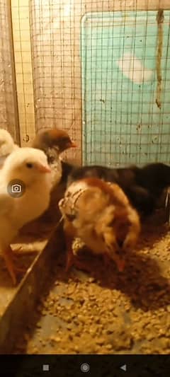 Aseel Mianwali Chicks / Aseel Chicks / Mianwali Chicks