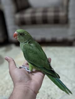 HAND TAME 3 MONTHS (RINGNECK)