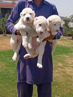 Russian Alabai puppies available for farm house's