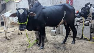 Qurbani bull for sale 2 bull location near to sohawa